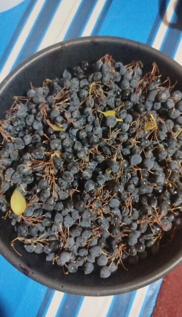 перепелиные мясо: Свежесобранная чёрная бузина (ягоды на гроздях, без веток)