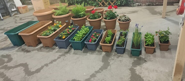 Bitkilər üçün dibçəklər: Dipcekler (Gül dipçekleri) gul qabilar dipcekler ferqli çesidler — 1