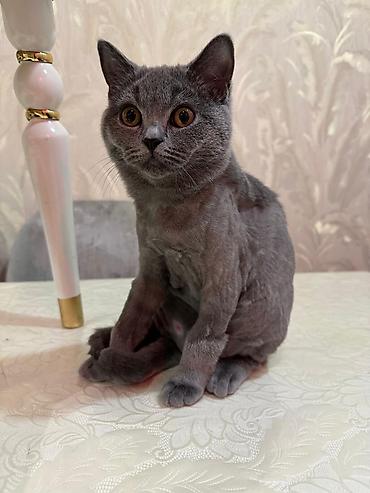 Кошки: Pişik təcili satilir.Ev pişiyidi.Hər bir əşyasi var.ünvan əhmədli — 1