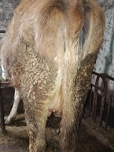 Коровы, быки: Продаю | Корова (самка) | Симментальская — 12