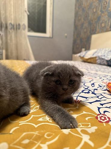 Pişiklər: Şotland yastı qulaq — 9