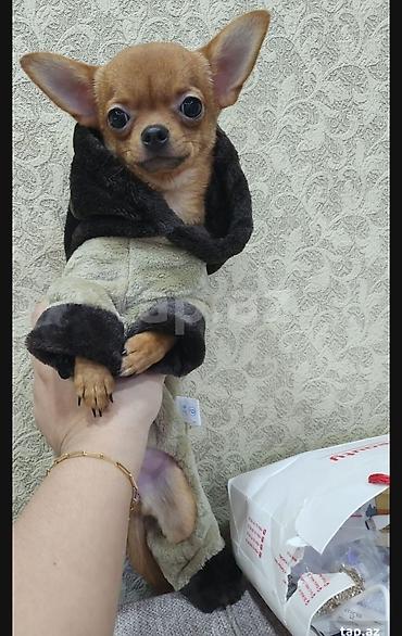 Çixuahua lalafo.az -da Çixuahua