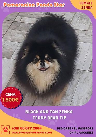 kupujem prodajem pomeranac: Pomeranian Panda Star je renomirana odgajivačnica Pomeranaca iz — 2