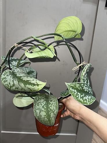 Аглаонемы: 1) сциндапсус расписной 500(с опорой металическая) 2) эпипрмиум — 10