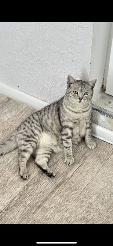 шотландская прямоухая: Породистая домашняя кошка серебристого окраса (серебристый табби)