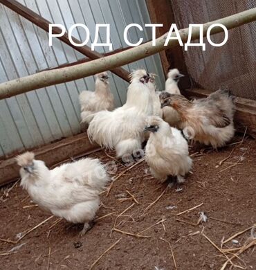 Куры, петухи: Продаются подрощенные цыплята! Китайский шелк! Чёрное мясо!