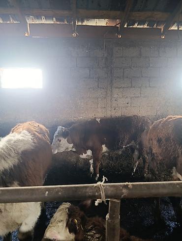 Коровы, быки: Продаю | Бык (самец) | Герефорд | На откорм | Племенные — 20