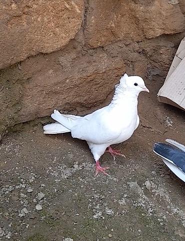 Göyərçinlər: 2 side erkeydi 12 14 tukduler — 4