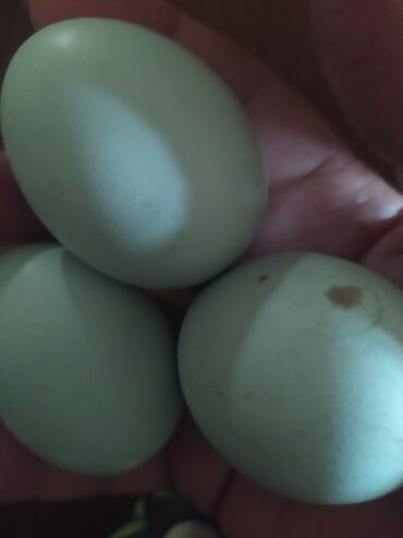 Quşlar: Mavi amerkauno yumurtası cuceleride var yumurta 2cuceler 15azn