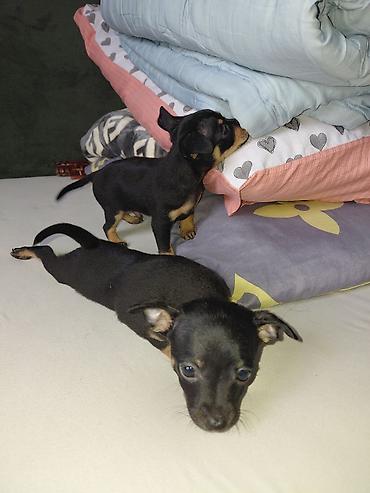 Продажа собак: Миниатюрный пинчер, 1 месяц, Самец, С прививкой — 7