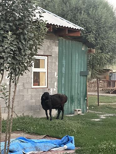 куры простые: Продаю | Овца (самка) | Для разведения — 4