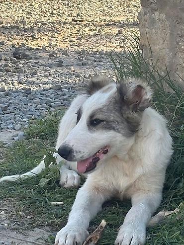 itlerin satişi: İki gənc it – orta ölçülü, aktiv və mehriban. - Ağ-boz balaca: ağ — 6