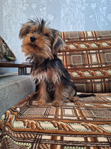 it satiram: Йоркширский терьер, 4 месяца, Самец