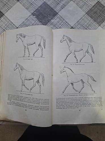 Другие книги и журналы: Продаю редкую книгу про лощадей разных стран. Тираж-25тыс .экз. Год — 6
