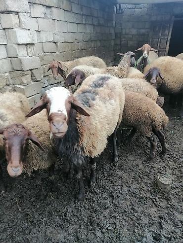 bars bit dermani: Qoç satılır 2 yaşı var qala cinsi di — 1