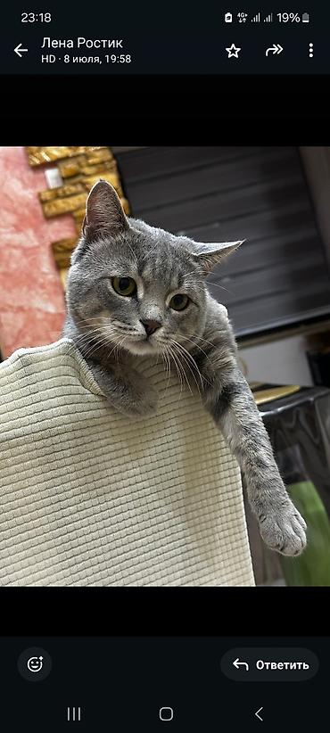 ищу котят: Вязка: Британская короткошёрстная, Мальчик, 3 года, Метис, С прививками, Серый — 2