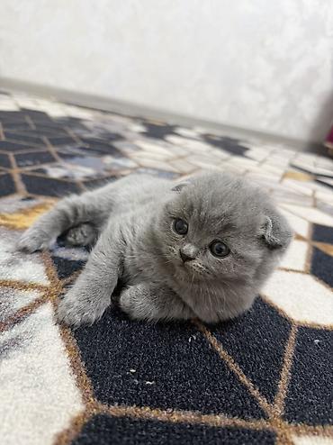 кошка каракол: Ватсап Шотландские котята, окрас голубой (серый). - Помёт из трёх — 7