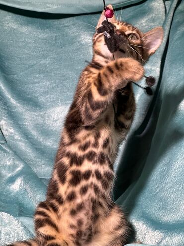 Продажа кошек: Бенгальская, 2 месяца, Девочка, Шоколадный, Приучена к лотку, Проглистована, С документами — 14