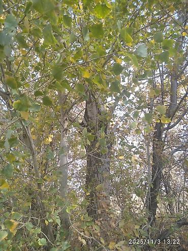 Тополь: Тополя для озеленения/живой изгороди - Порода: тополь (пирамидальный — 20