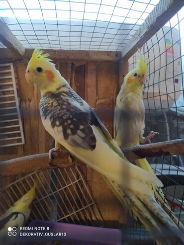 Tutuquşları: Salam bayram endi̇ri̇mləri̇ davam edi̇r . Bi̇ldi̇rmək i̇stərdi̇mki̇ — 11