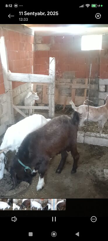 Keçi, çəpiş: Məhsul: Südlük keçilər Təsvir: - Şəkillərdə bir neçə baş keçi — 5