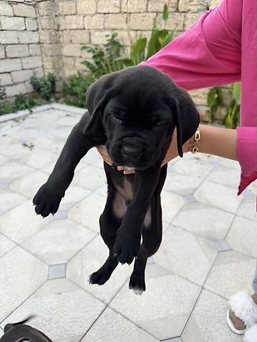it damı: Kane-Korso, 1 ay, Erkək, Ünvandan götürmə — 1