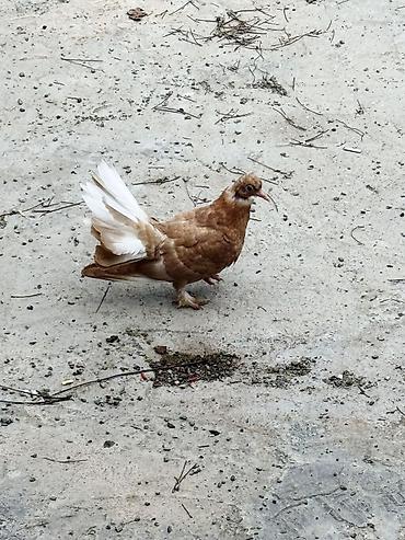 Quşlar: Pablin cinsi goyercinler baladilar cutu 30 manat zehmet olmasa zengle — 4