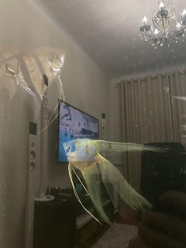 живые рыбы: Аквариум Senagr Aquatics 150 л с тумбой + 8 видов рыб Продаю — 8