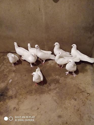 Göyərçinlər: Ünvan Maştağa. Ağ — 5
