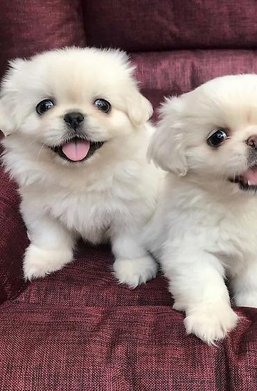 Pekines, 2 ay