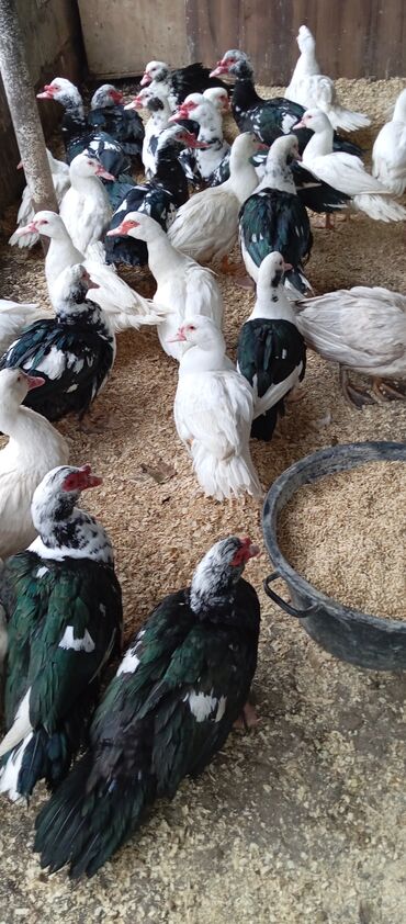 Ördəklər: Təcili satılır.Real alıcılar əlaqə saxlaya bilər — 22