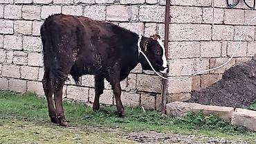 Inəklər, öküzlər: Erkək, Simental, il: 4, 550 kq — 2