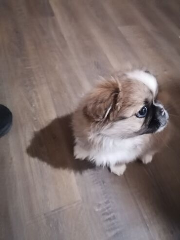 İtlər: Pekines, 3 ay, Dişi, Peyvəndli, Pulsuz çatdırılma