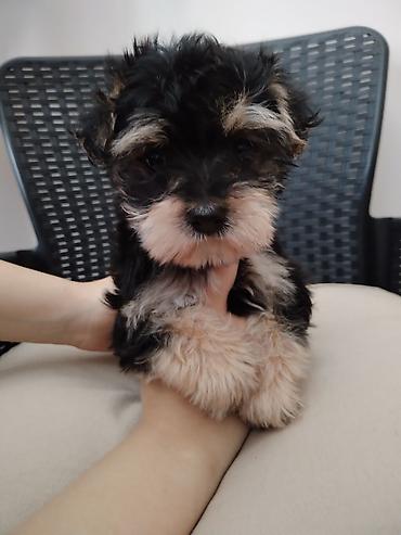Dogs: MORKI Štene mini rase staro 7 nedelja (ocisceno pd parazita dok vama — 9