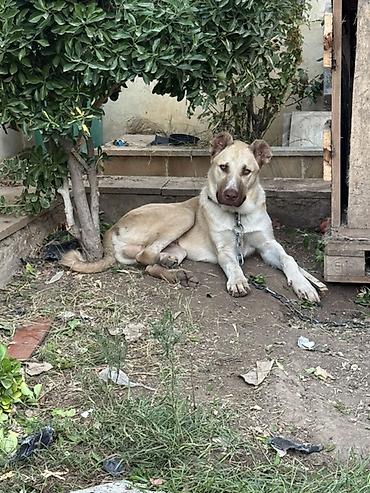 golden retriever satisi: 7 ay, Erkək, Peyvəndli — 3