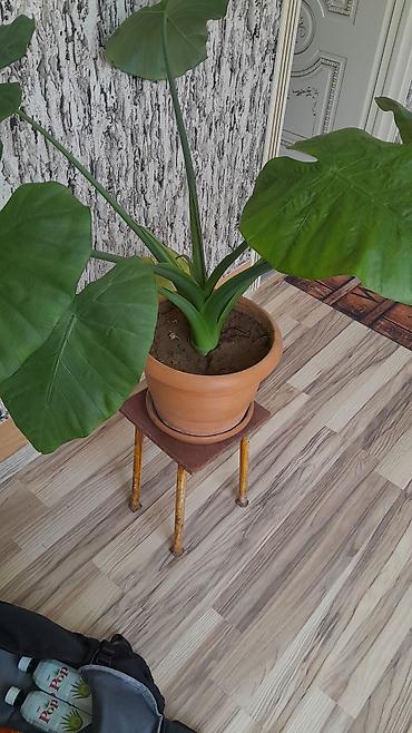 Otaq bitkiləri: Böyük yarpaqlı otaq bitkisi – Alokaziya (Elephant Ear) saksıda Məhsul — 3