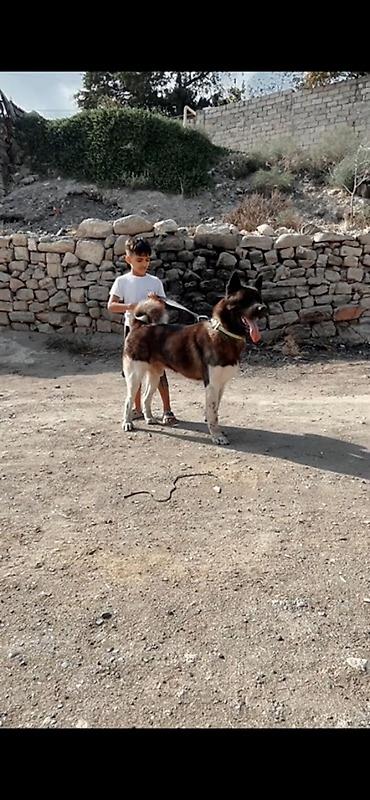pomeranski spic: Akita-inu, 3 il, Erkək, Cütləşmə üçün, Ödənişli çatdırılma — 6