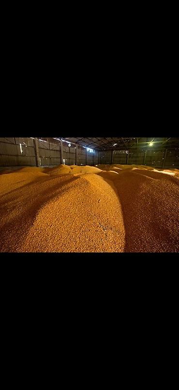 кг чеснока цена: Продаю только оптом по 17 сом со склада сухая кукуруза — 1
