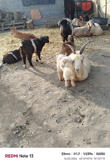 Козы, козлы: Продаю | Коза (самка) | Для молока — 8