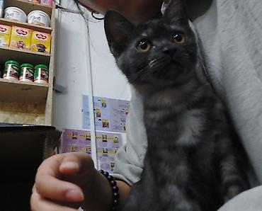 Продажа кошек: 3 месяца, Мальчик, С прививками — 2