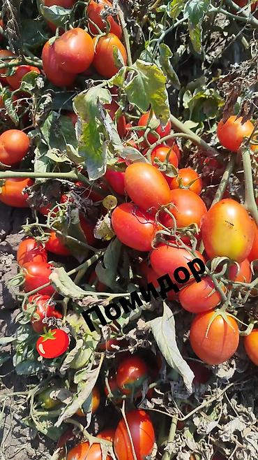 Клубника: Клубника — 2