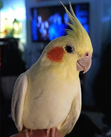 Digər quşlar: ✨ Hazır sarı e lquşlarıdanişdirmaq tam rahat olurr satışda! 🐦✨ Parlaq — 11