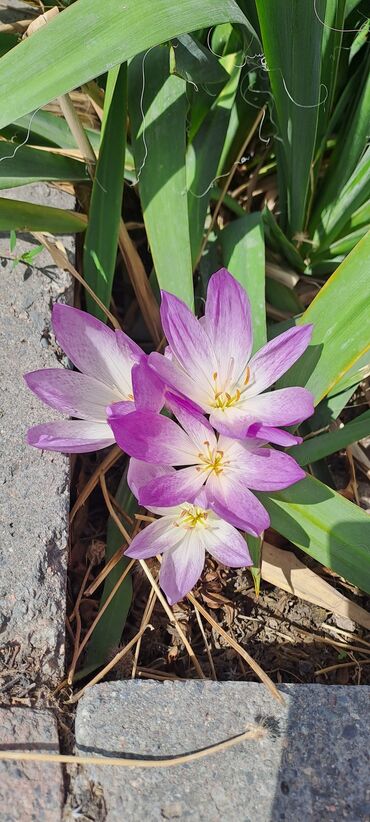 Садовые цветы и кустарники: Саженцы цветка: Клематисы — 12