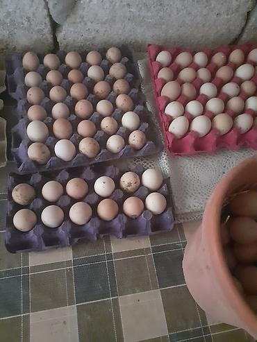 Toyuqlar: Toyuq, Damazlıq -da lalafo.az — 4 Toyuqlar: Toyuq, Damazlıq — 4