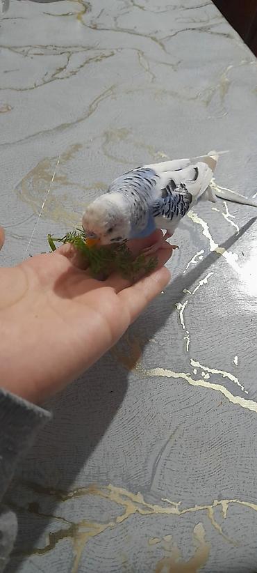 Tutuquşları: Ələ öyrəşmiş quşdu fikri ciddi olan vatcapa yazsin sumqayìt — 2