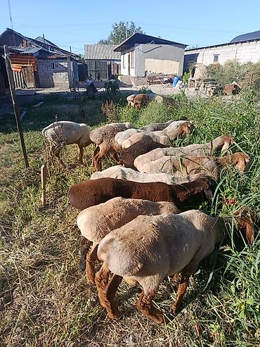 бычки гелефорд: Продаю | Баран (самец) | Для разведения | Котные — 3