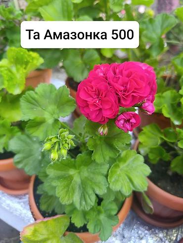 Герани и пеларгонии: Пеларгонии (герани) сортовые в горшках: - Тюльпанка — тюльпановидные — 23