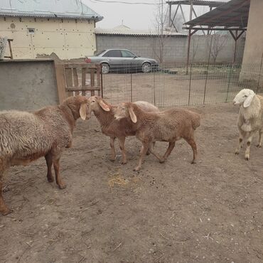 Баран, овца: Продаю | Овца (самка) | Для разведения — 7
