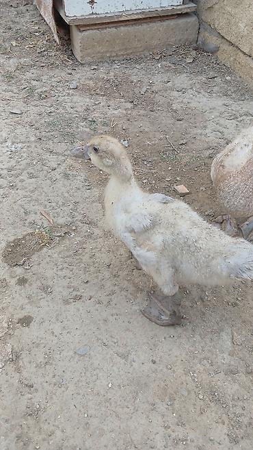bülbül quşu satışı: Cins lal ordekler macar qara zumrud qirmizi okuz lavanda findig reng — 6