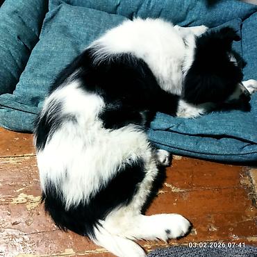 Отдам даром собаку: Собака даром: 5 месяцев, Самец, С прививкой — 11